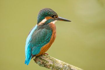 IJsvogel, Alcedo atthis van Gert Hilbink