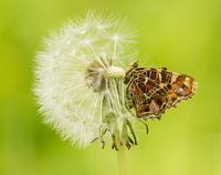 Landkaartje op een paardenbloem