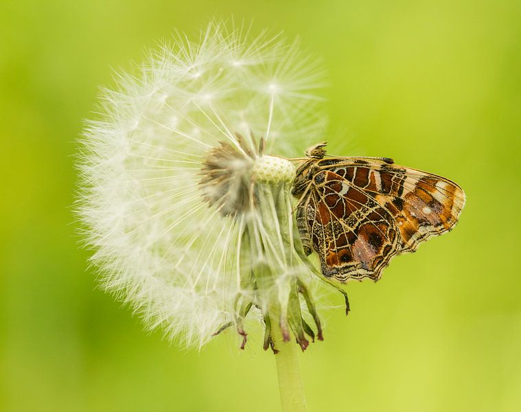 Dane on a dandelion by Thijs van den Burg