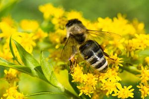 Honey Bee On Goldenrod Wildflower
