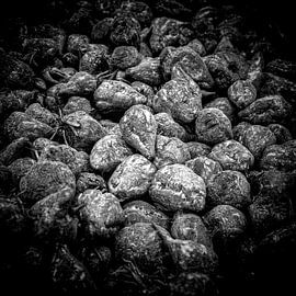 Suikerbieten van Hans van der Putten