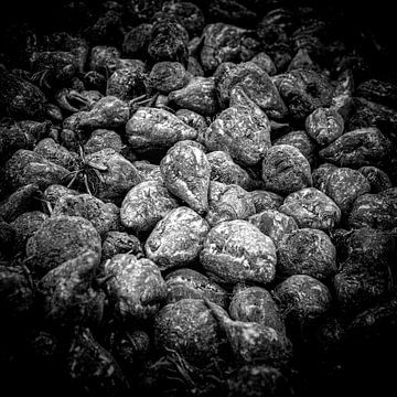 Sugar beet by Hans van der Putten