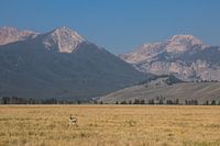 De Sawtooth Range