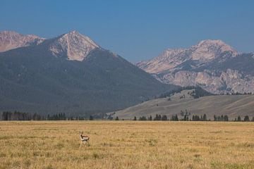 De Sawtooth Range van Jan-Thijs Menger