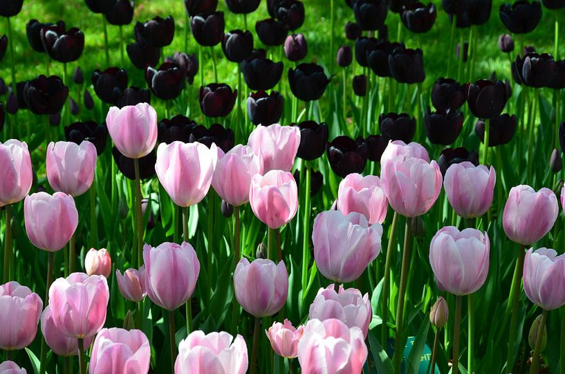 Roze en Zwarte Tulpen in Harmonie van Marcel van Duinen
