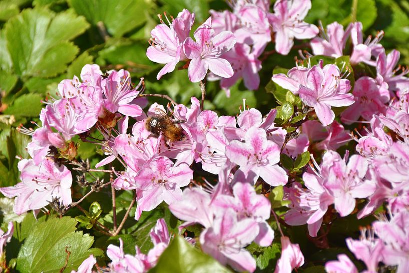 Futtersuche par Edgar Schermaul