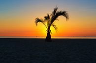 Een palmboom bij zonsondergang van Frank Herrmann thumbnail
