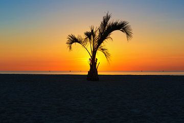 A palm tree at sunset