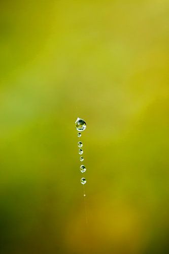 Regentropfen