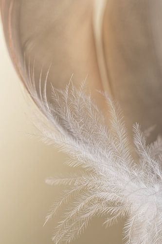 Pastelkleuren: Het witte dons van een veertje