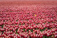 Champ de bulbes à fleurs de couleur rouge en fleurs par Fotografiecor .nl Aperçu