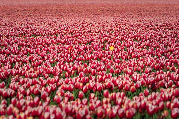 Rood gekleurde bloembollen veld in bloei van Fotografiecor .nl