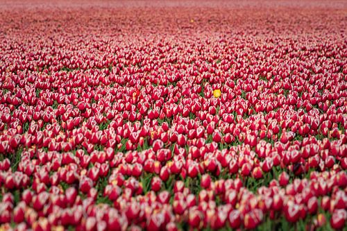 Rotes Blumenzwiebelfeld in Blüte