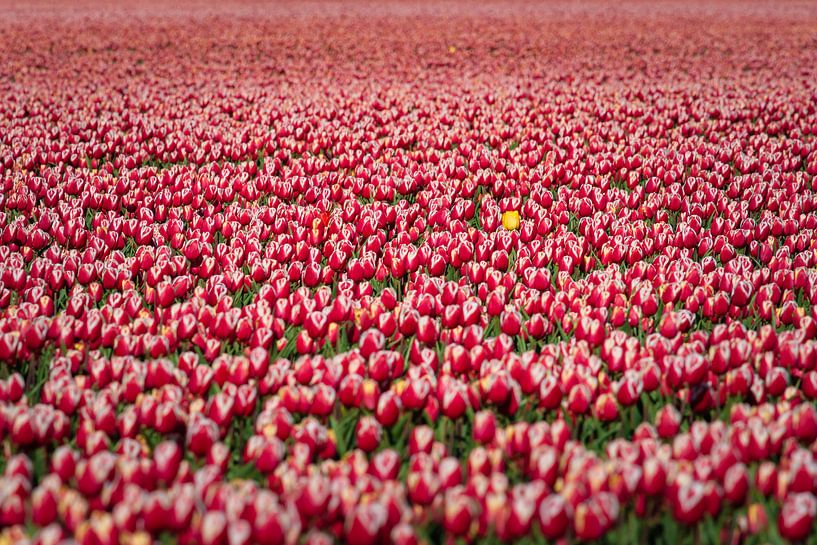 Champ de bulbes à fleurs de couleur rouge en fleurs par Fotografiecor .nl