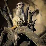 Joey Yuen Profile picture