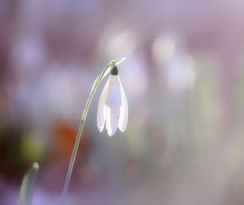 Schneeglöckchen lila von natascha verbij