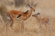 Impala met jong van Henk Bogaard thumbnail