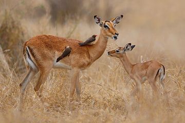 Impala met jong van Henk Bogaard