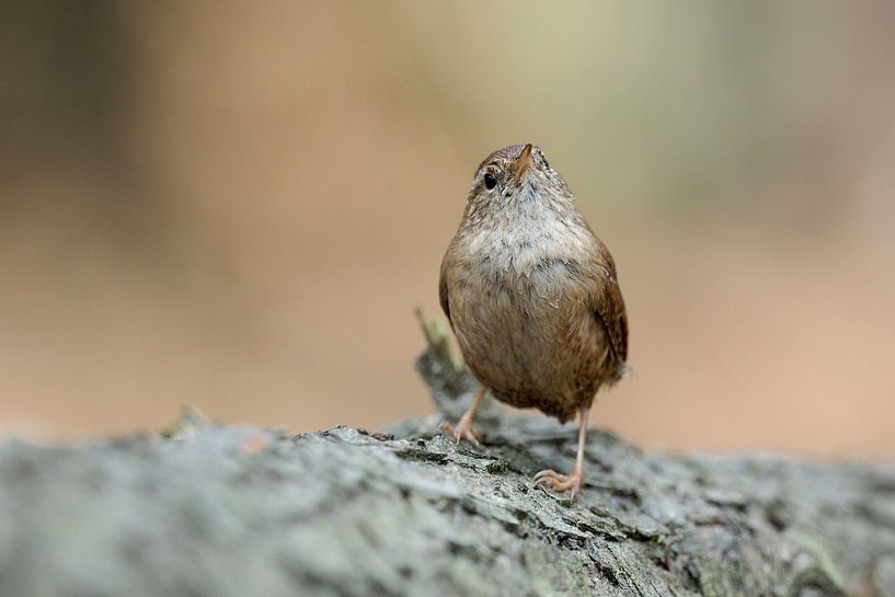 Wren with happy feet by Astrid Brouwers