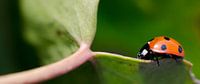 Lieveheersbeestje op groen blaadje van Christopher Lewis thumbnail