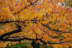 l'automne à Copenhague