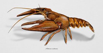Crayfish, Astacus astacus by Urft Valley Art