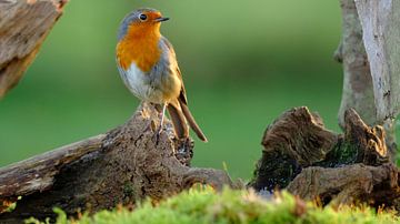 Robins von Sabrina de Vries