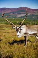 Friendly reindeer in Scotland's Cairngorm Mountains