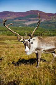 Friendly reindeer in Scotland's Cairngorm Mountains by Laura Krol