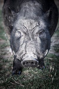 Schwein