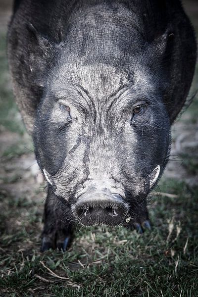 Pig by Freddy Hoevers