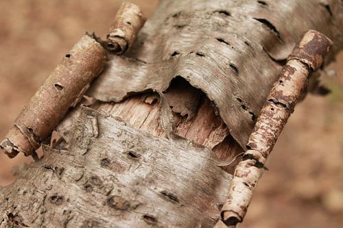 Tree Bark Curled From Fallen Tree