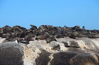 Seelöwen auf Felsen von Quinta Dijk Miniaturansicht
