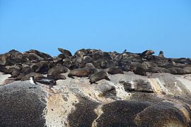 Sea lions on rock by Quinta Dijk