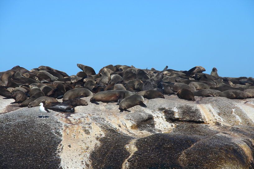Seelöwen auf Felsen von Quinta Dijk