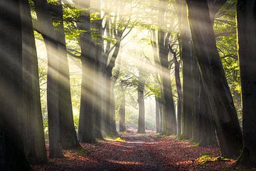 Just light rays by Fabrizio Micciche