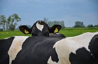 Cow tired