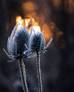 Eisblume