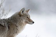 Kojote ( Canis latrans ) im Winter, bei leichtem Schneefall, Nahaufnahme van wunderbare Erde thumbnail
