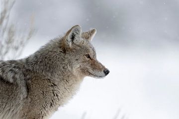 Kojote ( Canis latrans ) im Winter, bei leichtem Schneefall, Nahaufnahme