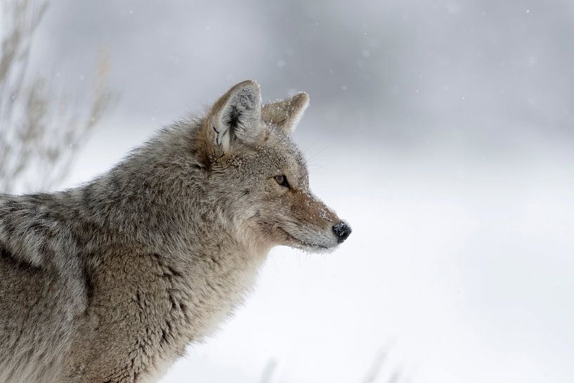 Kojote ( Canis latrans ) im Winter, bei leichtem Schneefall, Nahaufnahme van wunderbare Erde