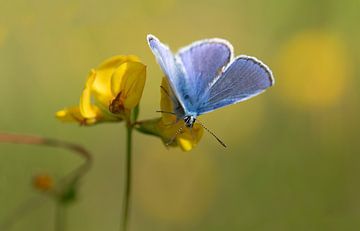 Een kleine blauwe vlinder op een gele bloem van Ulrike Leone