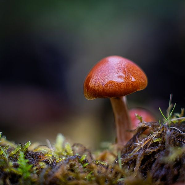 L'impermanence par Peter Groeneboom