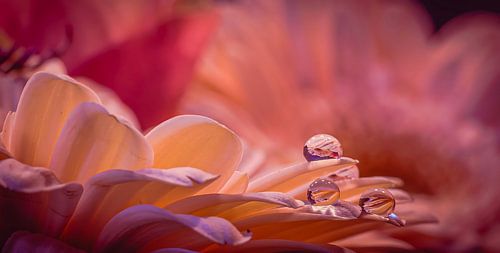 Parels in een kleurrijke wereld.