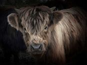 Young Highland Cow van Gisela- Art for You thumbnail