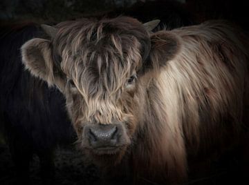 Young Highland Cow van Gisela