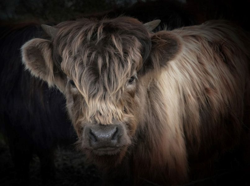 Young Highland Cow van Gisela- Art for You