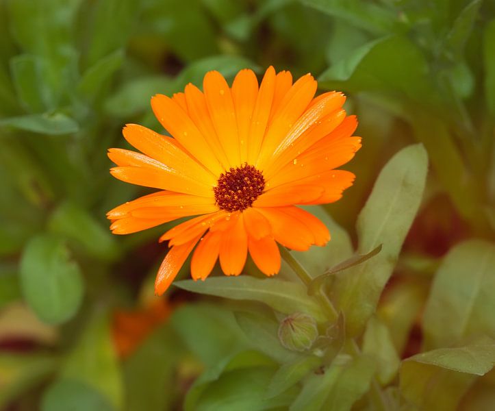 Goudsbloem van Bo Valentino