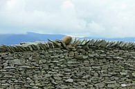 Steinwand im Lake District, Cumbria, England von Mieneke Andeweg-van Rijn Miniaturansicht