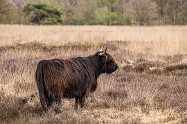 Scottish Highlander cow by Brian Morgan